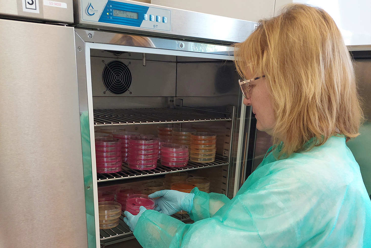 CPVZ - Kultivace plísní izolovaných z potravin při 25 °C v biologickém termostatu